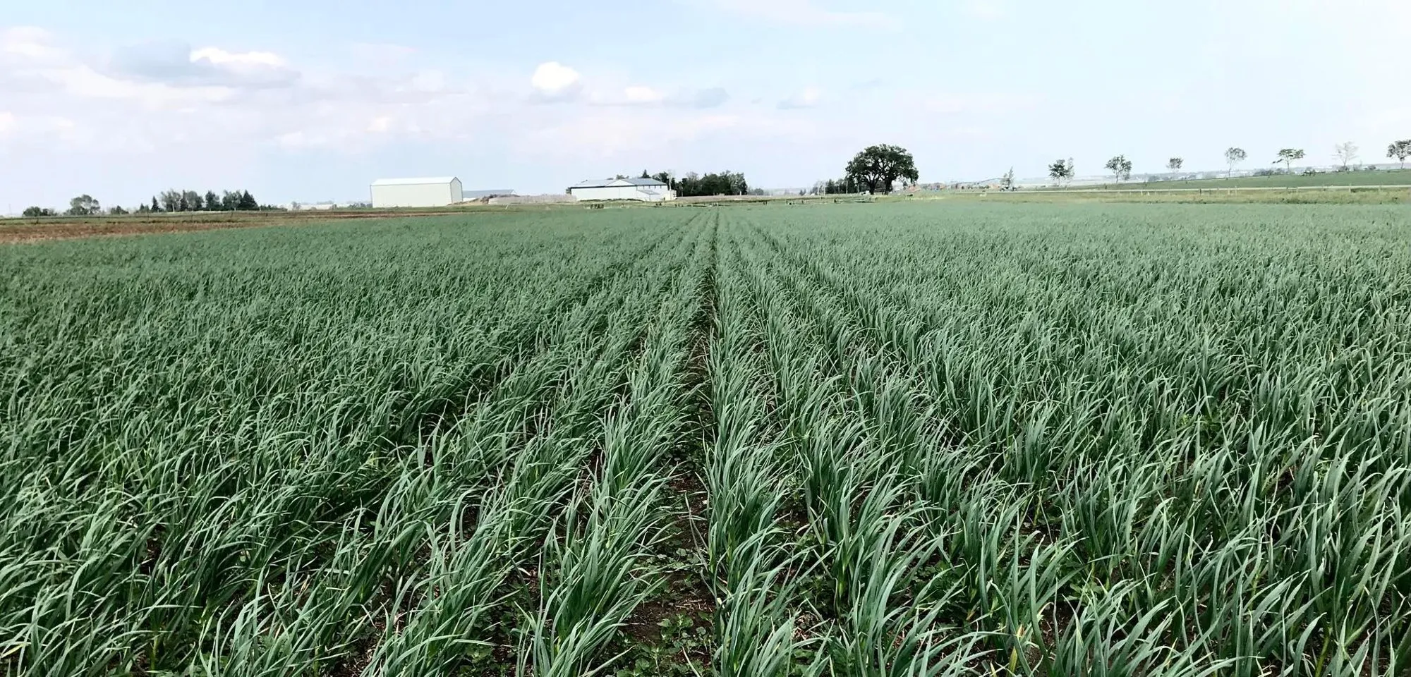 The Kipp Garlic field near Coalhurst, Alberta
