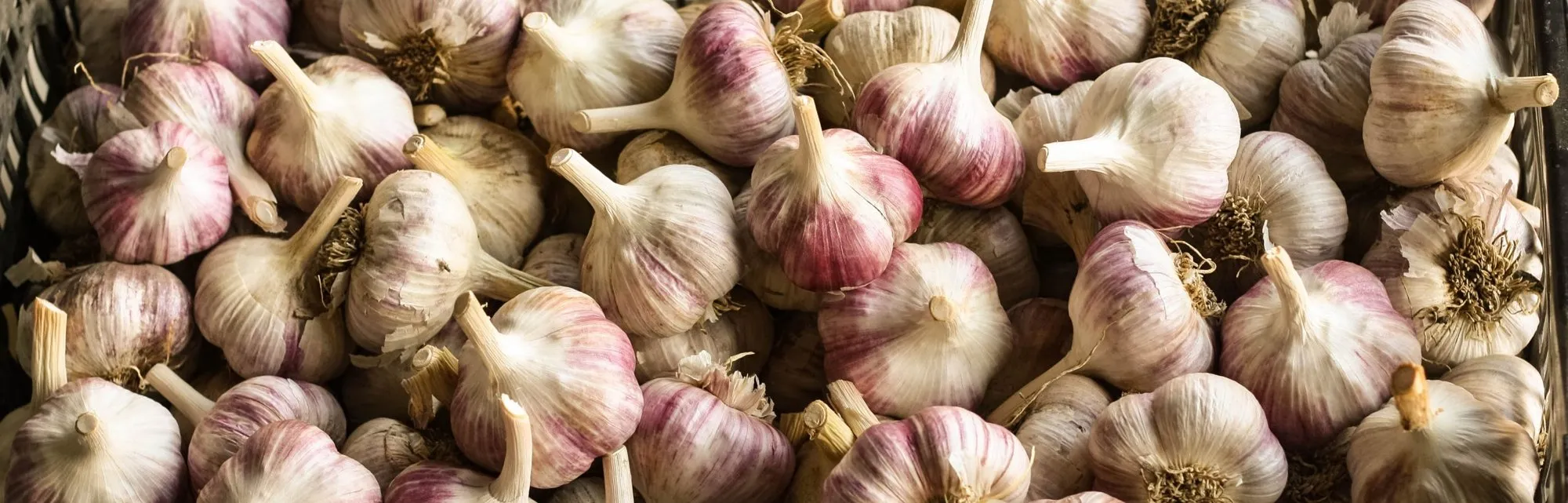 Harvested Russian Red garlic at Kipp Garlic