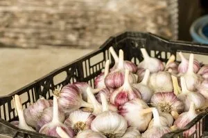 Russian Red Garlic