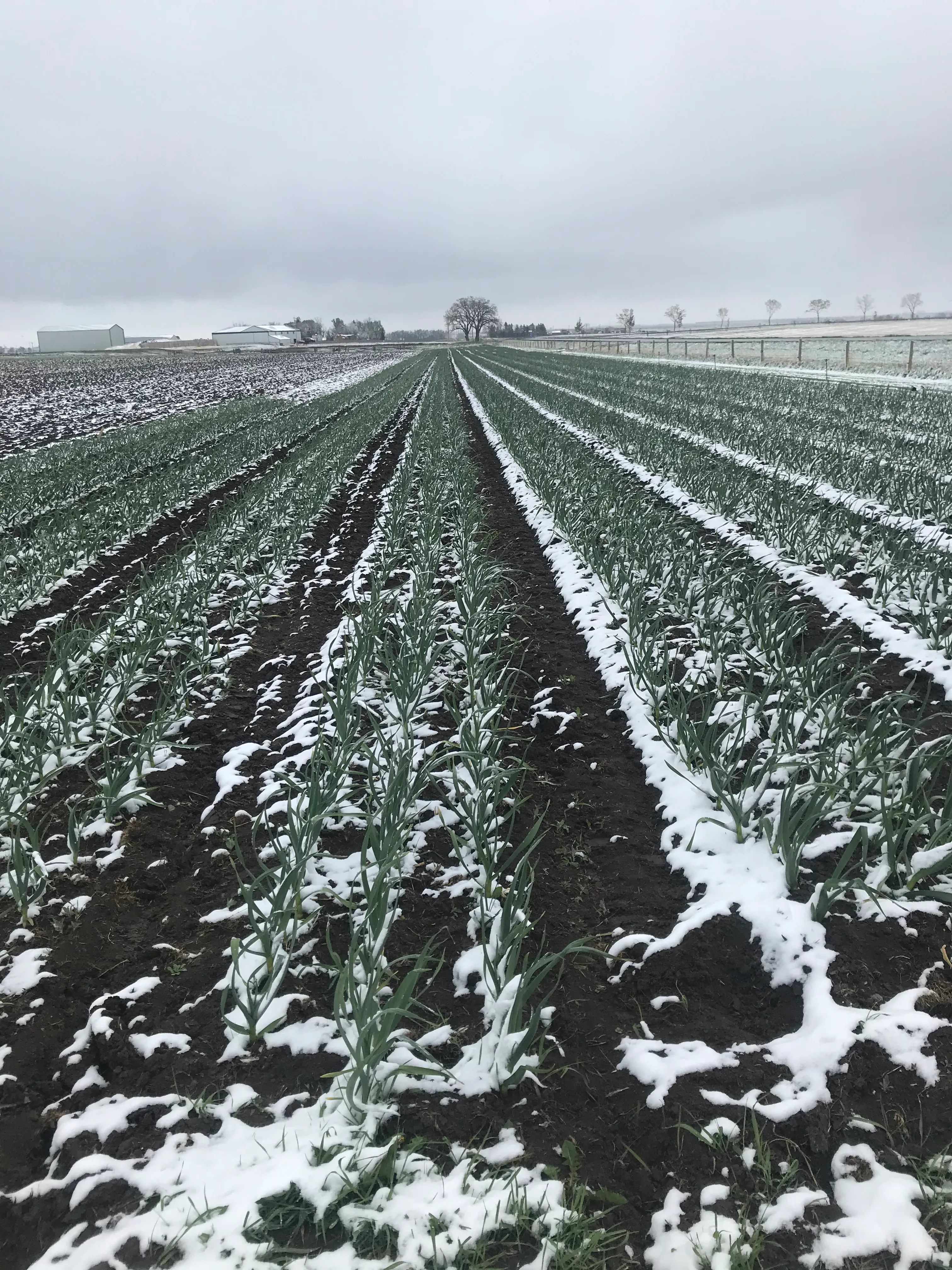 Snow Covered Garlic Rows