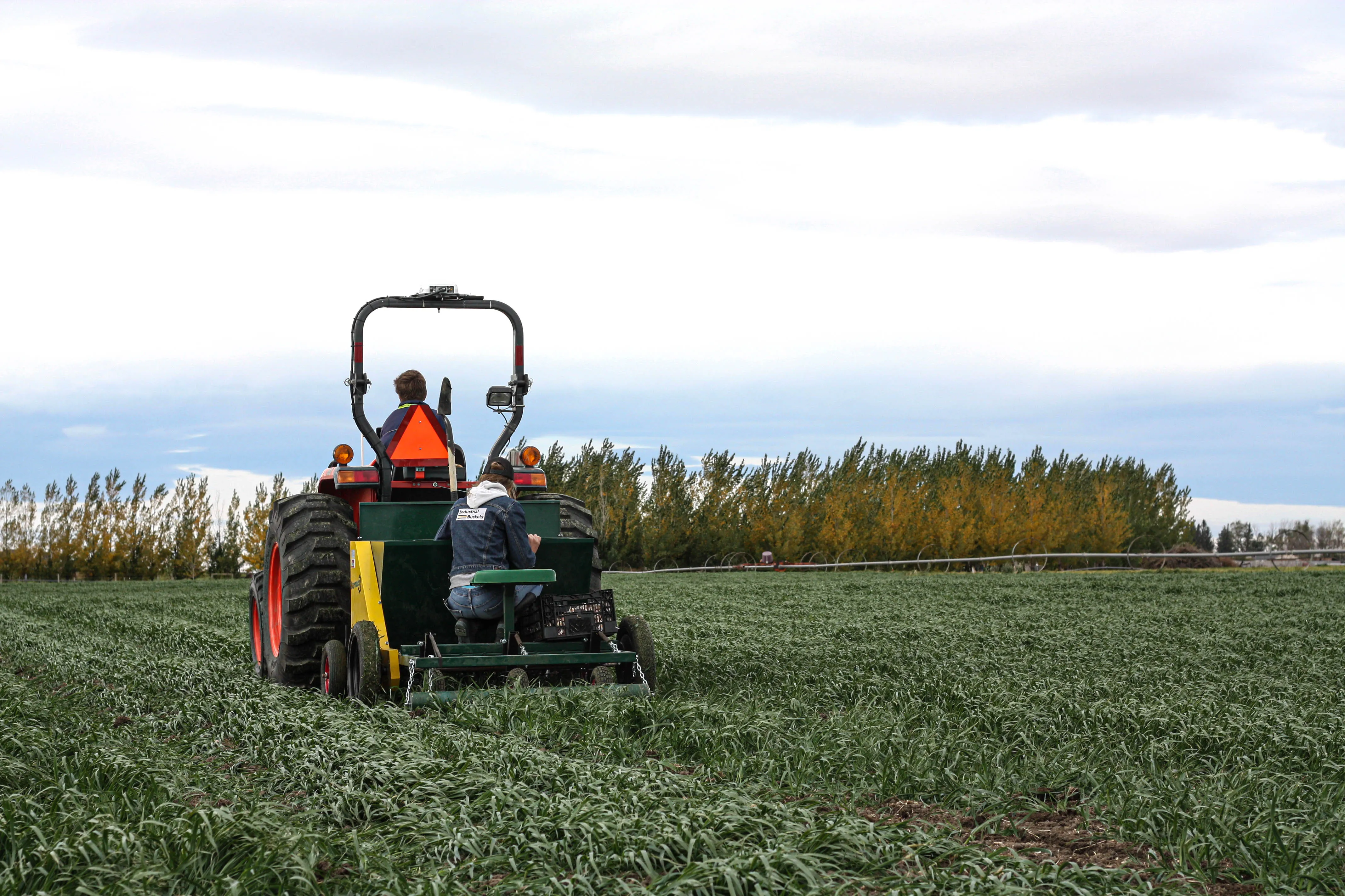 Planting Garlic In the field