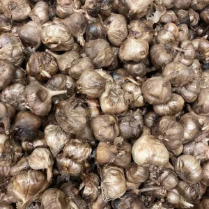 Russian Red Garlic