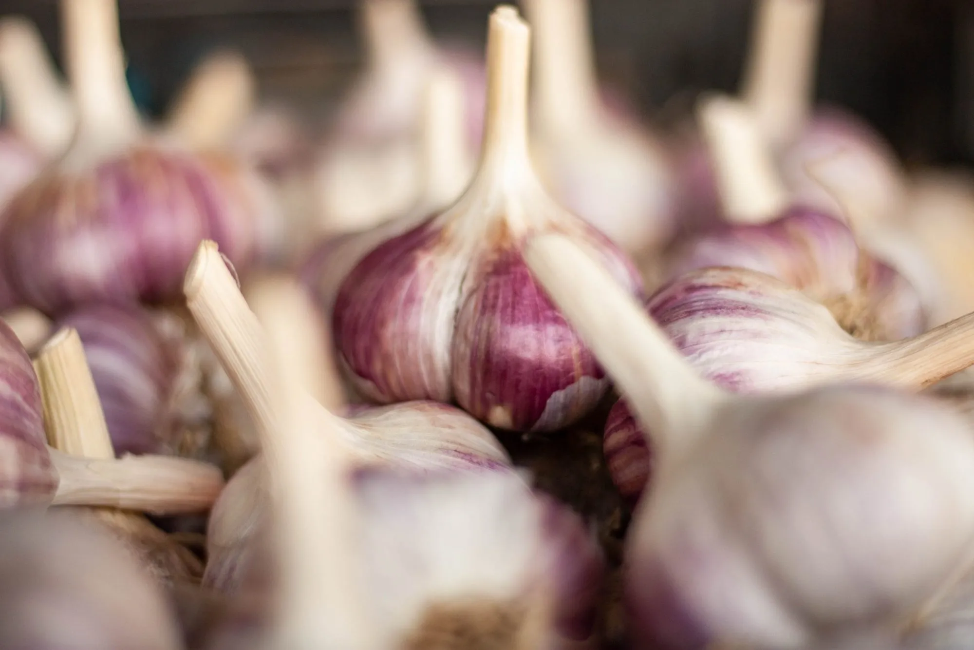 Freshly harvested Russian Red garlic bulbs